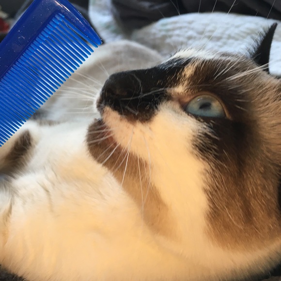 Timber's Styling Tip #1 - Take Fashion By The Paws - Picture 3 of 5